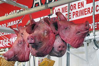 Hog Heaven Bouquet de Cabezas