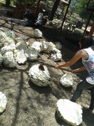 Mezcal Maira Partiendo Piñas