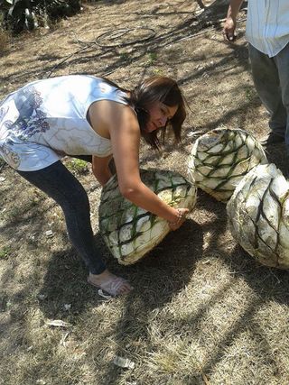 Mezcal Tamaño de la Piña