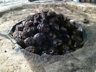 Mezcal Piñas al Horno