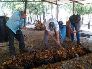 Mezcal Machacando Piñas 2