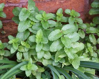 Colegio Culinario Hierbabuena Colegio Culinario Hierbabuena