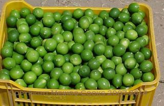 Limón criollo