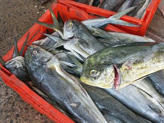 Dorado Mercado del Mar Dorado Mercado del Mar