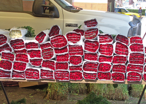 Rose_bundles Rose_bundles