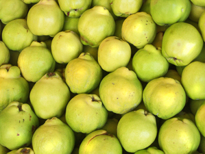 Membrillo_2 Membrillo_2