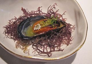 Pujol Mussel