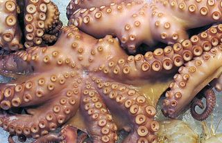 Mercado SJ Calamar Tentáculos