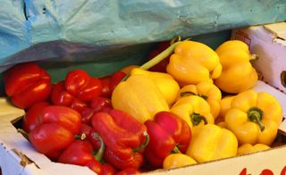 Pimiento Morrón Rojo y Amarillo