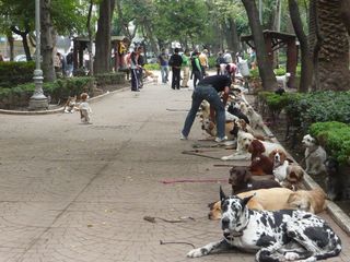 Condesa Parque México Dog School Condesa Parque México Dog School