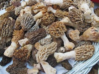 Morels Mercado San Juan Morels Mercado San Juan
