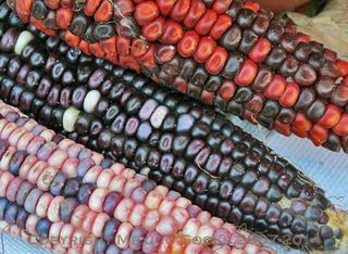 Encuentro Maíz Tres Colores Encuentro Maíz Tres Colores