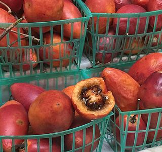 Tomate de Árbol Tomate de Árbol