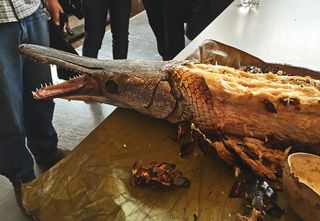 Aquiles y Rosalba Pejelagarto 1