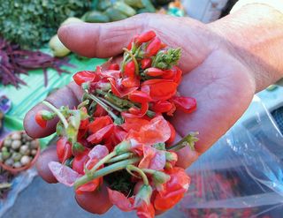 Zaachila Flor de Frijolón Zaachila Flor de Frijolón