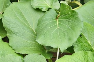 Hoja Santa Hoja Santa