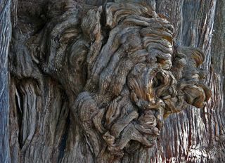 Santa María de Tule Santa María de Tule
