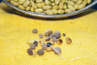 Oaxaca Piedritas de Frijol Oaxaca Piedritas de Frijol