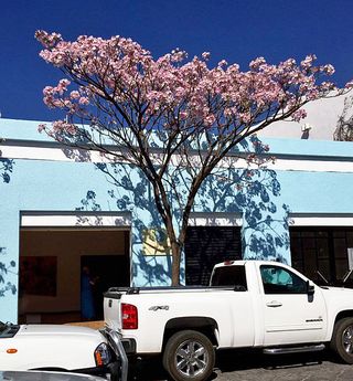 Oaxaca Primavera Tree 2 Oaxaca Primavera Tree 2