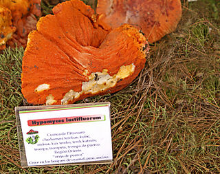 Hypomyces lactifluorum (Oreja de puerco)