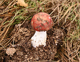 Redcap Mushroom, Senguio