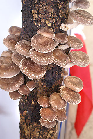 Shiitake