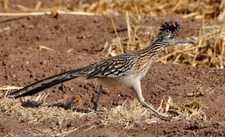 Roadrunner 2 Roadrunner 2