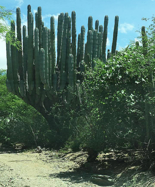 Cardo?n Cactus Coxatla?n 8-2016 2 Cardo?n Cactus Coxatla?n 8-2016 2