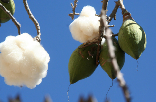 Cueva algodon-y-fruta-del-pochote Cueva algodon-y-fruta-del-pochote
