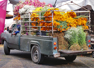 Tours Jamaica Camioneta Flores Muertos Tours Jamaica Camioneta Flores Muertos