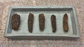 Cueva Museo Olotes Fo?siles Rafa Cueva Museo Olotes Fo?siles Rafa