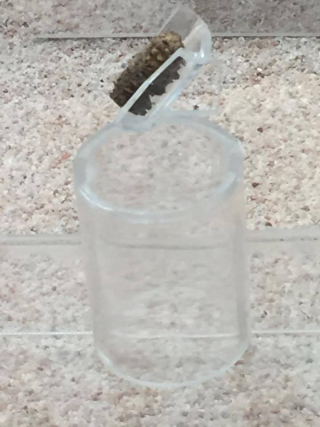 Olotito Fosilizado Olotito Fosilizado