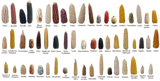 Diversidad-Genetica-de-Maiz--CYMMIT Diversidad-Genetica-de-Maiz--CYMMIT