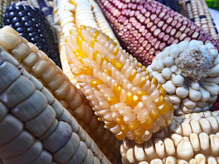 Mexicano mai?z palomero 2 Mexicano mai?z palomero 2