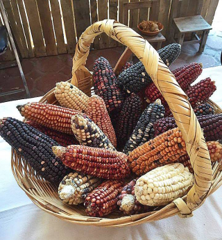 Tlaxcala Mai?ces Tlaxcala Mai?ces