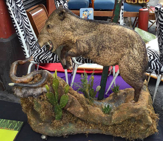 LaLa Taxidermy Javali?