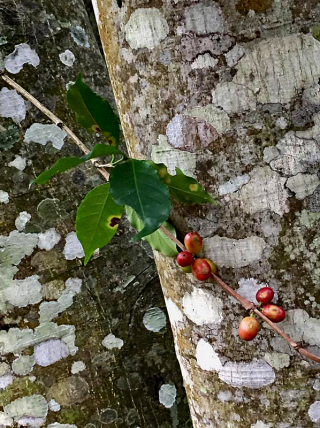 Veracruz El Grande Coffee Museum 2