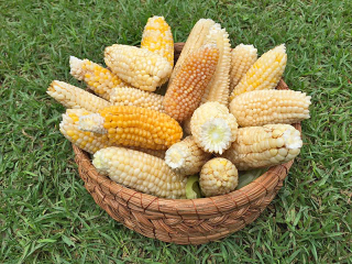 Cosecha Rafael Mier Canasta Cosecha Rafael Mier Canasta