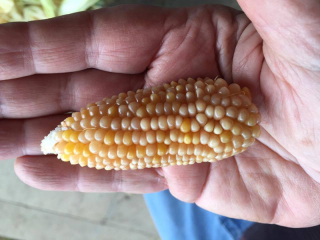 Mai?z Palomero 25-9-2016 Mai?z Palomero 25-9-2016