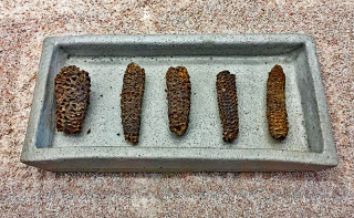 Olotes Palomeros Tehuacán_edited-1 Olotes Palomeros Tehuacán_edited-1