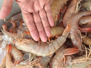 Viga Camaro?n con Mano 1 Viga Camaro?n con Mano 1