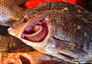 Viga Mojarra Gills 1a Viga Mojarra Gills 1a