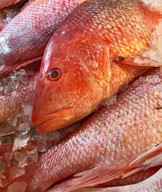 Viga Huachinango Ojo 1a Viga Huachinango Ojo 1a