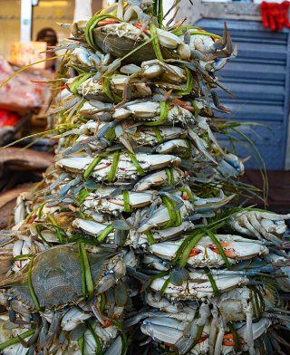 Jaiba Tied Up 1 Jaiba Tied Up 1