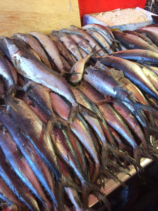 Viga Mackerel 1 Viga Mackerel 1