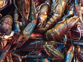 Viga Langostina 1a Viga Langostina 1a