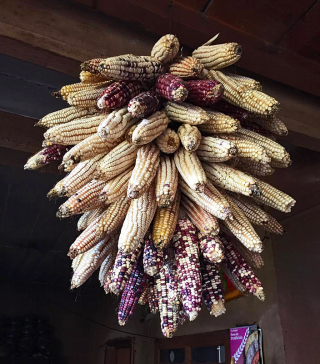 Nicolas Fabia?n Mazorcas 1a