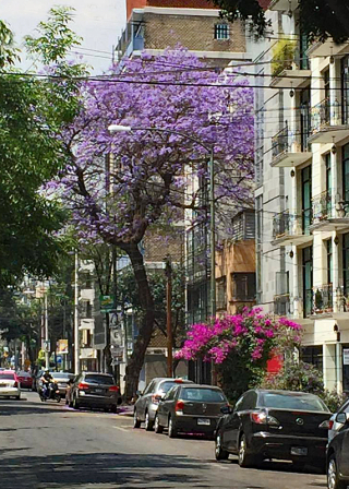 Primavera CDMX 1