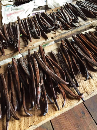 Consejo Vanilla Curing Close-Up 1 Consejo Vanilla Curing Close-Up 1