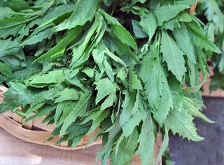 Mercado 100 Epazote Mercado 100 Epazote